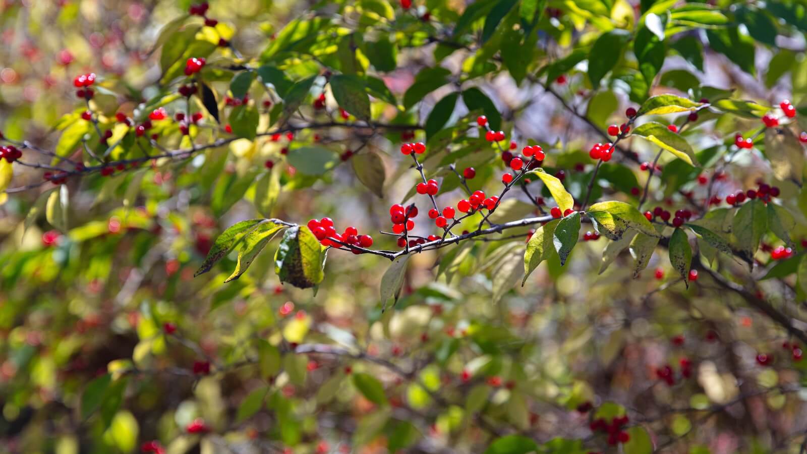 Eine Pflanze mit knallroten Beeren